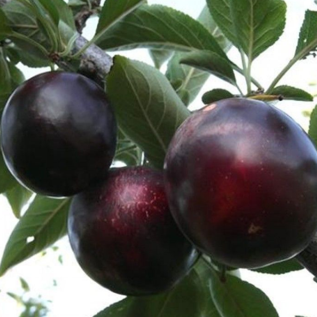 Основное изображение товара