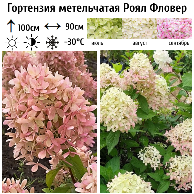 Основное изображение товара