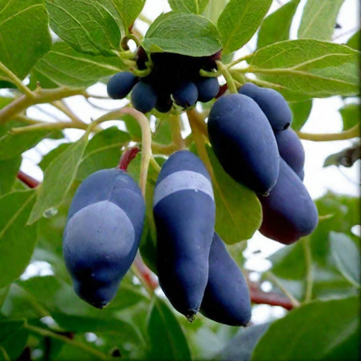 Основное изображение товара