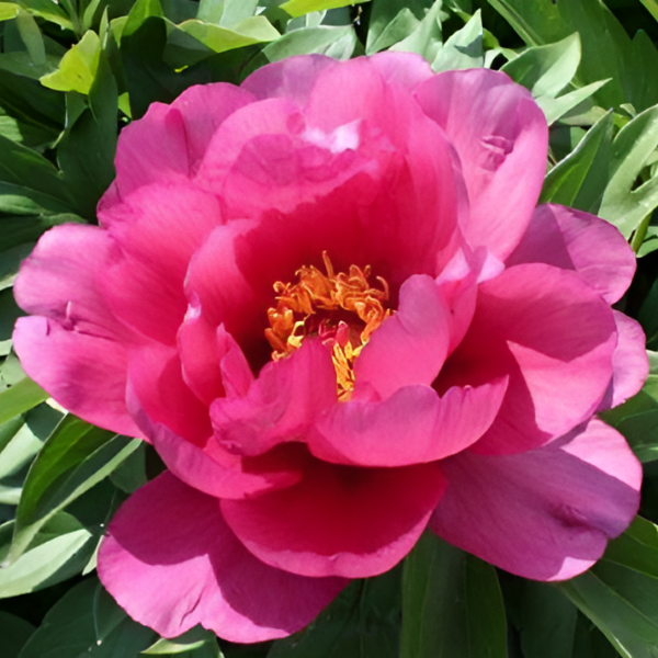 Основное изображение товара