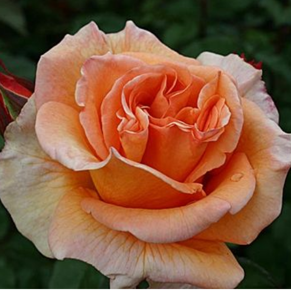 Основное изображение товара