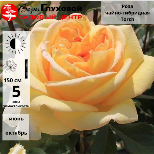 Основное изображение товара