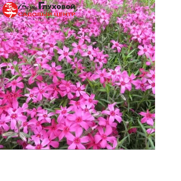 Основное изображение товара