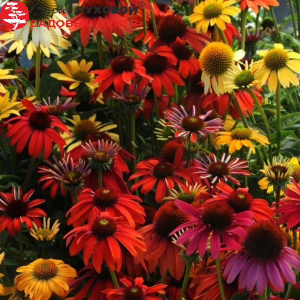 Основное изображение товара