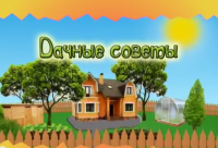 Смотрите Дачные советы в четверг 26.01.2017 г. в 19.20 на телеканале Губерния.