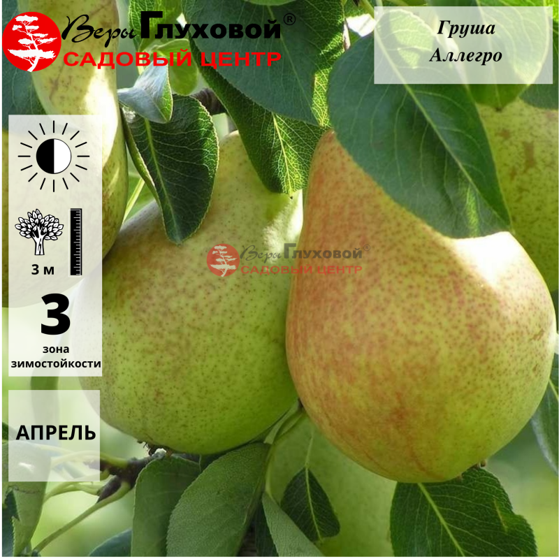 ГРУША “Аллегро”