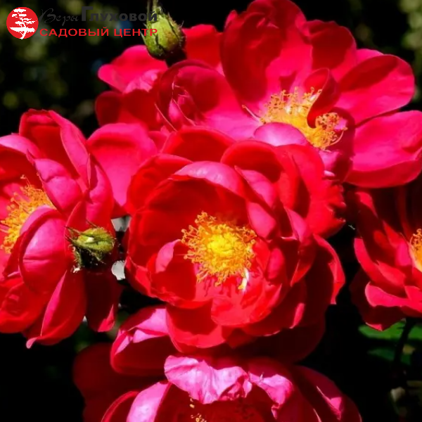 Роза Ругоза (Rosa rugosa) канадская Henry Kelsey