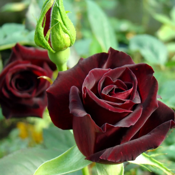 Основное изображение товара