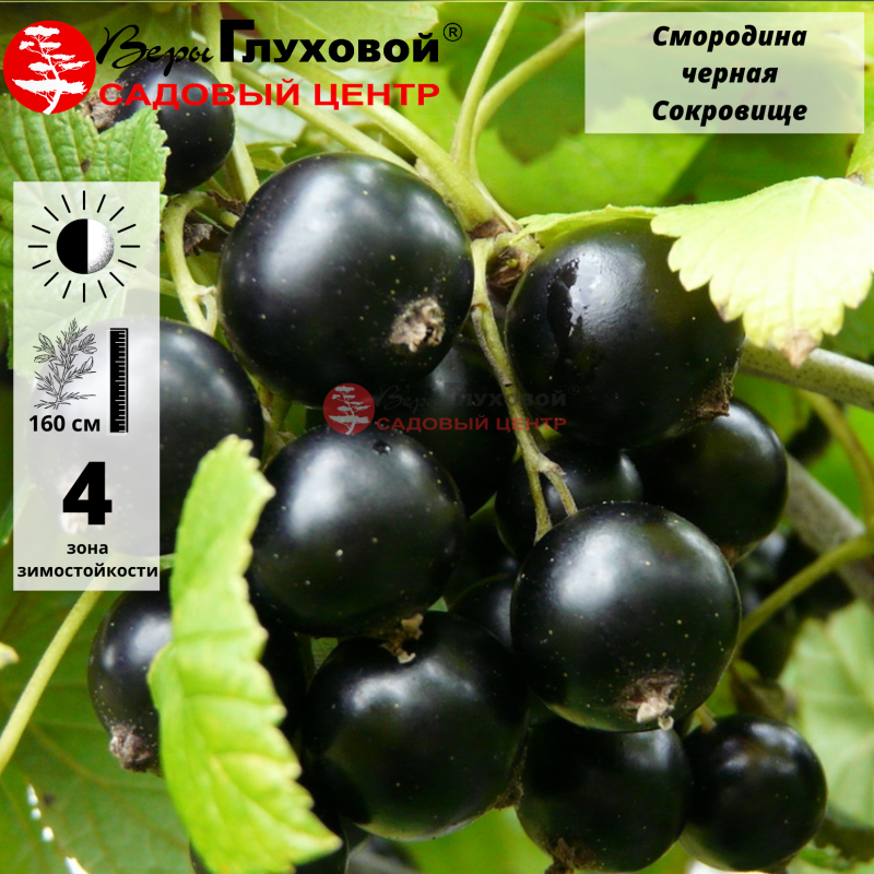 Основное изображение товара