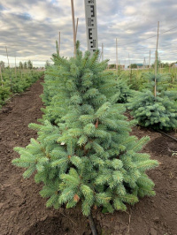 Хвойные растения собственного производства