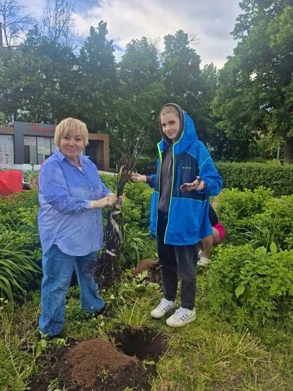 300 гортензий на набережной - подарок городу от Питомника и Садового центра Веры Глуховой
