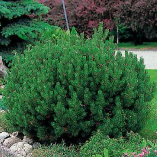 Основное изображение товара