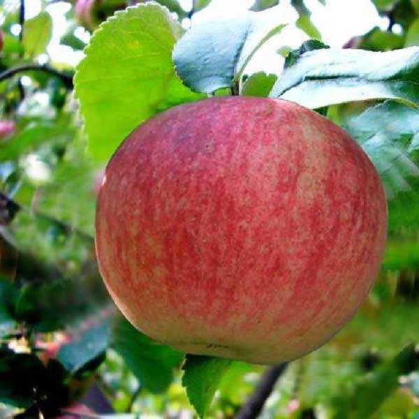 Яблоня Конфетное (летний сорт) 2-летка