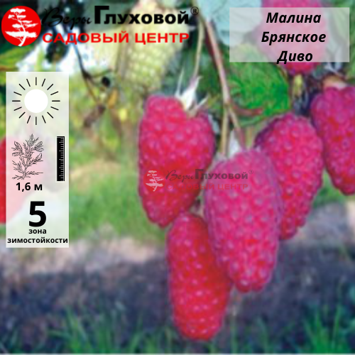 Основное изображение товара