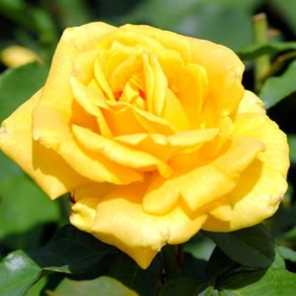 Основное изображение товара