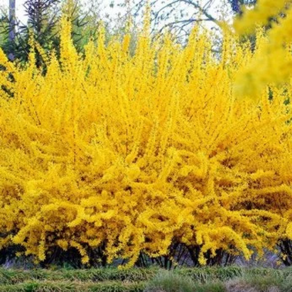 Основное изображение товара