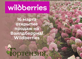 Открытие продаж на Вайлдберриз