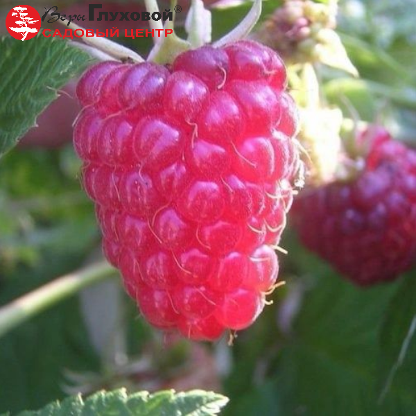 Основное изображение товара