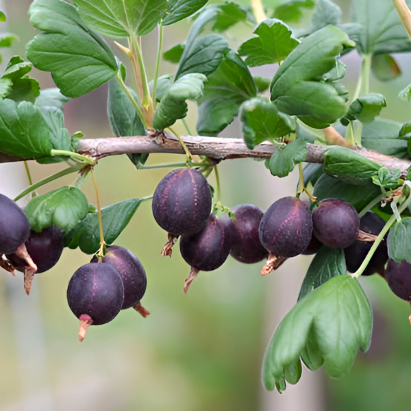 Крыжовник Родник среднеранний