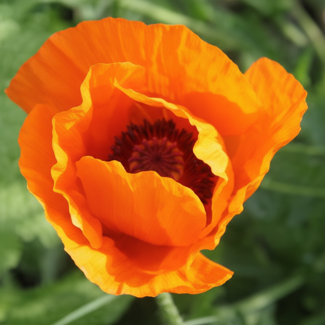 Основное изображение товара