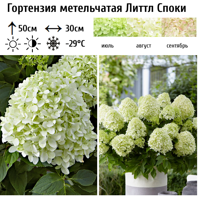 Гортензия метельчатая Литтл Споки