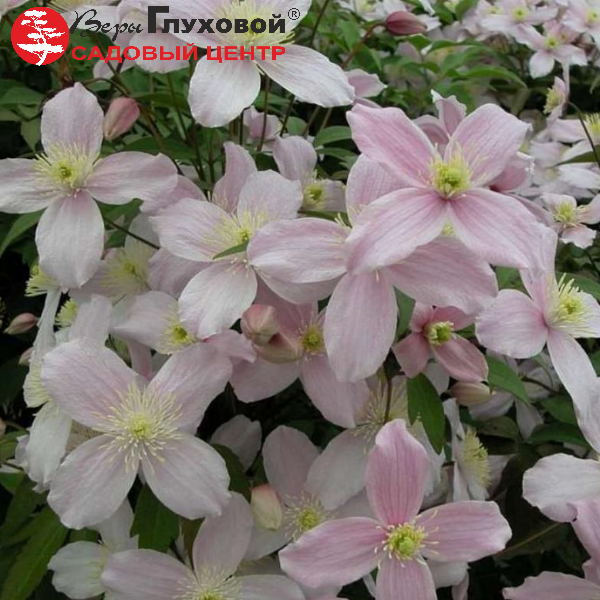 Основное изображение товара