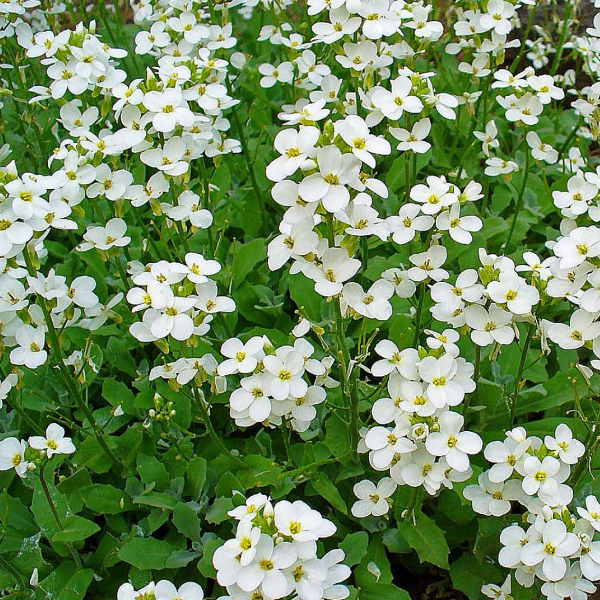 Основное изображение товара