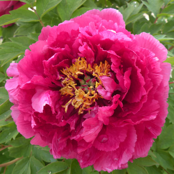 Пион древовидный Luo Yang Hong