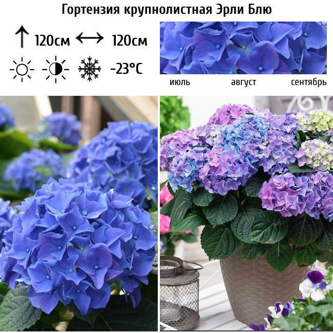 Гортензия крупнолистная Эрли Блю
