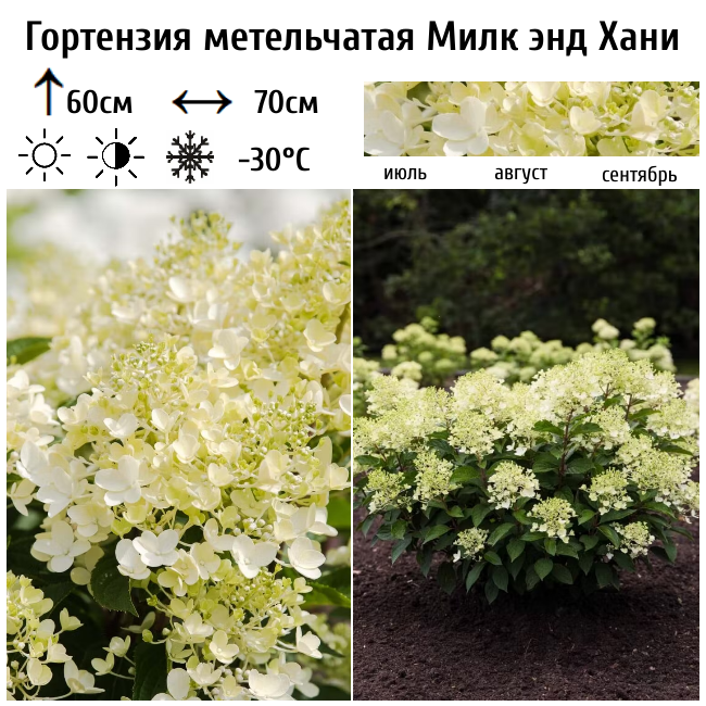 Основное изображение товара