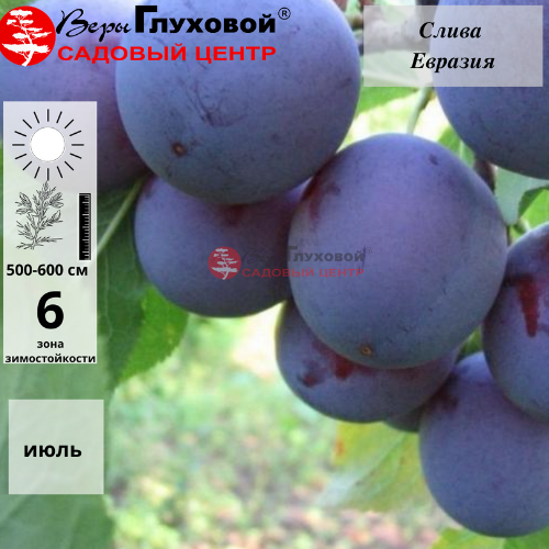 Слива Евразия