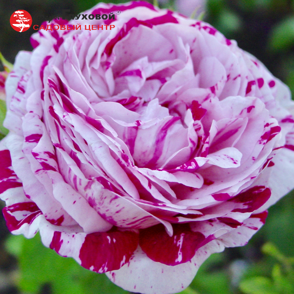 Роза флорибунда Variegata di Bologna