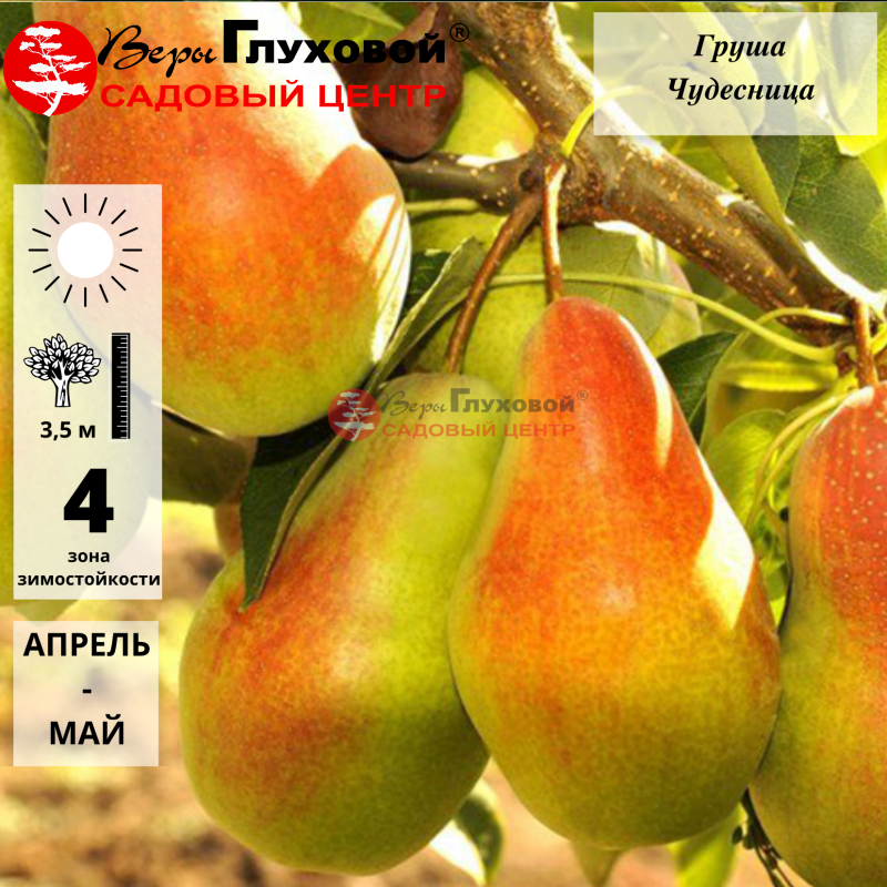Груша Чудесница