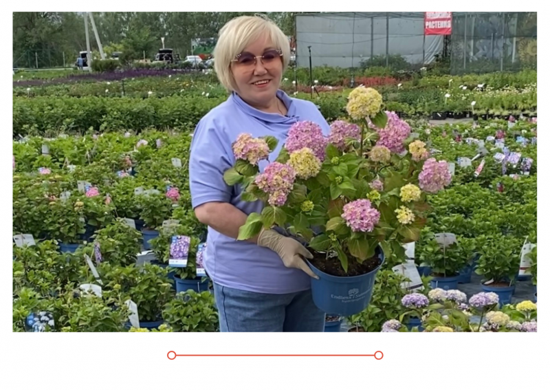 Россия 1 новый выпуск от 02.06.2021 г. В садовом центре Веры Глуховой зацветают гортензии