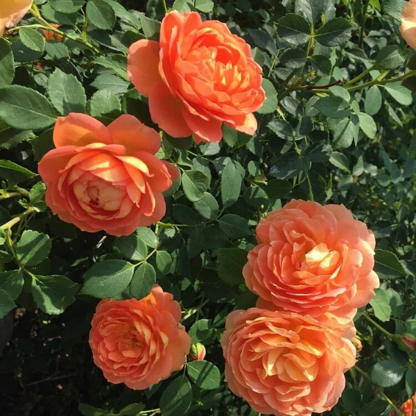 Основное изображение товара