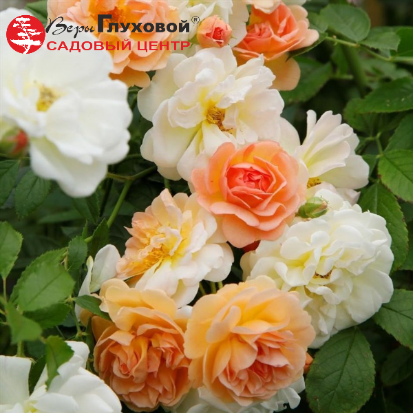 Основное изображение товара