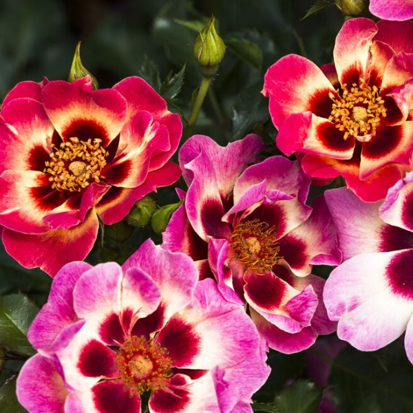 Основное изображение товара