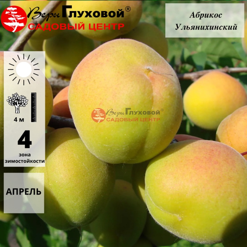 Абрикос Ульянихинский