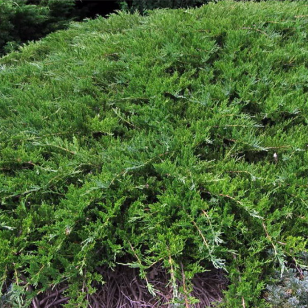 Можжевельник казацкий "Рокери Джем" Juniperus sabina "Rockery Gem"