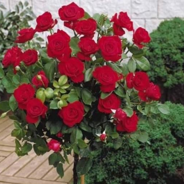 Роза штамбовая Dame de Coeur