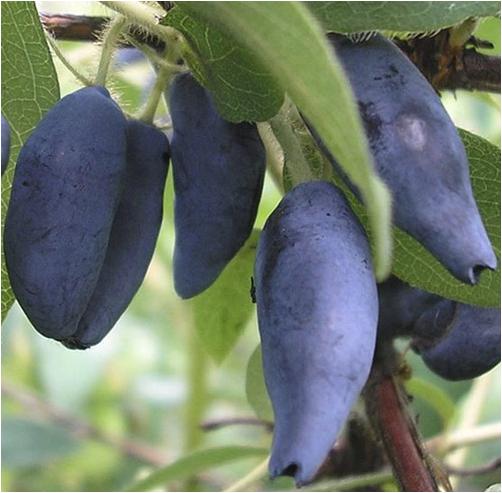 Рисунок 79.jpg