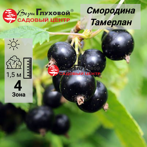 Основное изображение товара