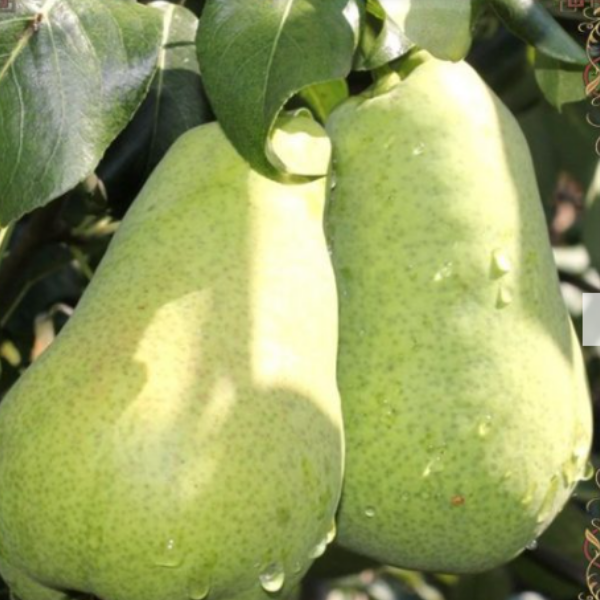 Основное изображение товара