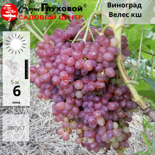 Виноград Велес кш