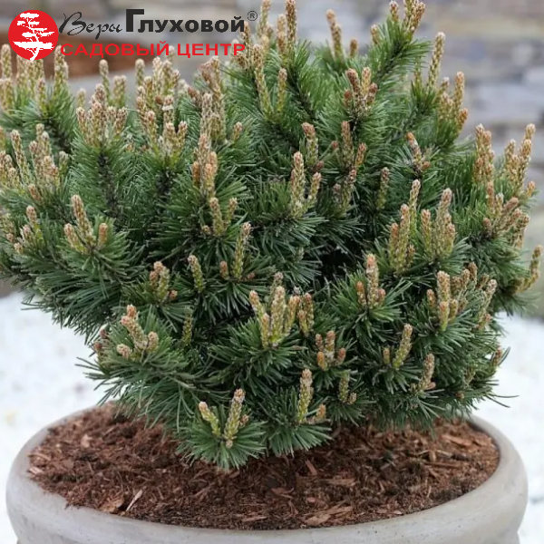 Основное изображение товара