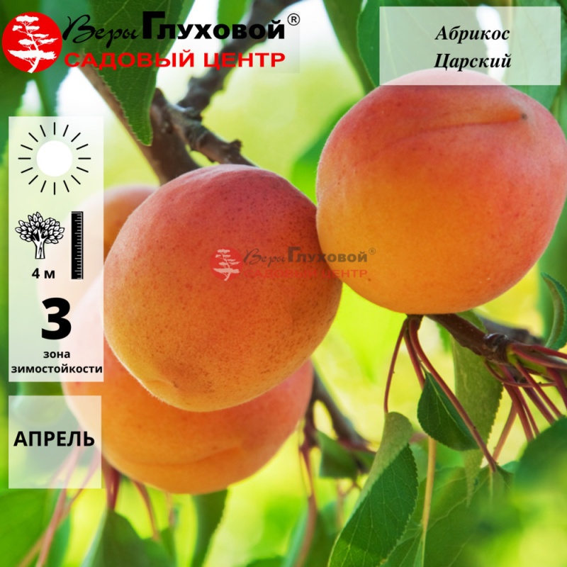 Абрикос Царский