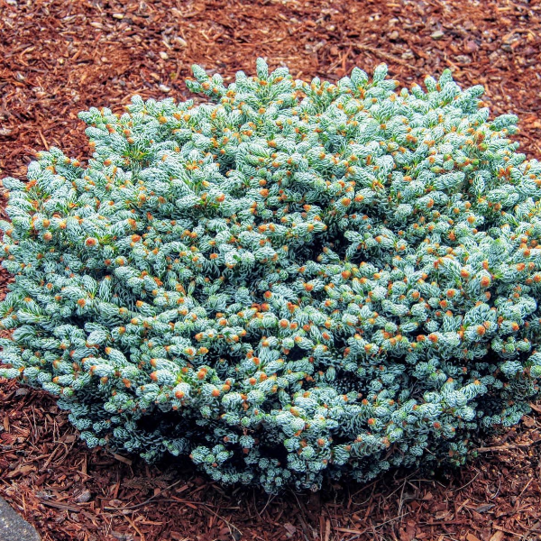 Основное изображение товара