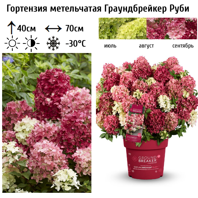 Основное изображение товара
