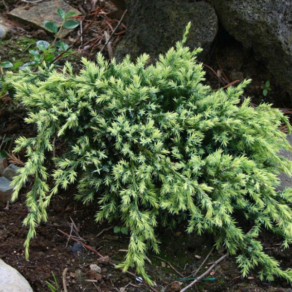 Основное изображение товара