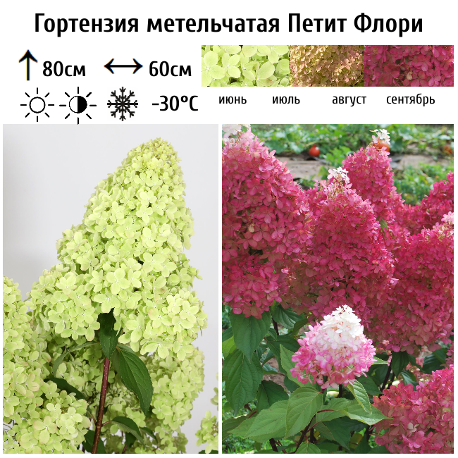 Гортензия метельчатая Петит Флори